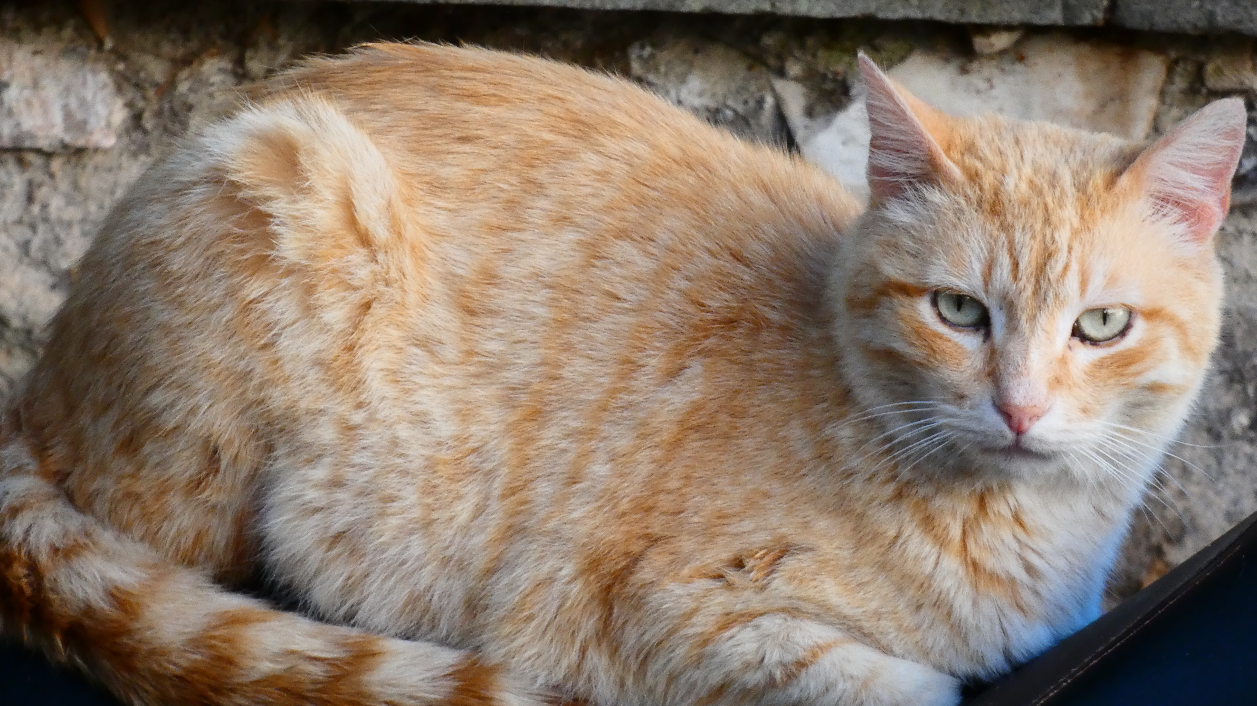Original input photo: orange cat, right performer